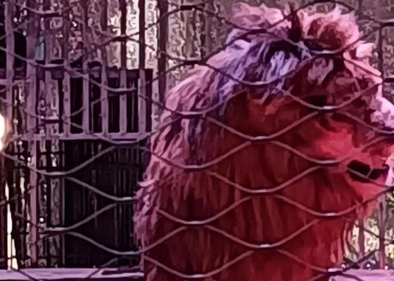 Ograniczona siatka z żelaza nierdzewnego dla zwierząt 7 x 19