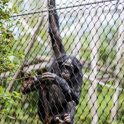 Elastyczna siatka z elastyczności ze stali nierdzewnej Papugi Parrot Birt Netting