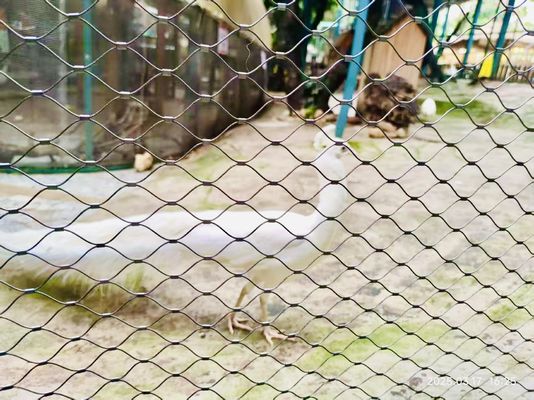 Wiązka Zoo Ogrodzenie Sieć ze stali nierdzewnej Wiązka ptasia sieć ptaszarnia