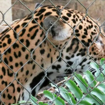 304 316 316L Włókno ze stali nierdzewnej