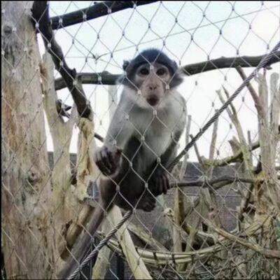 316 Elastyczna sieć kablowa ze stali nierdzewnej X Tend dla ogrodzenia ogrodzenia zoo