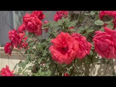 Siatka kablowa ze stali nierdzewnej powlekana na czarno